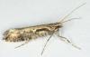 Rhigognostis incarnatella